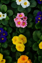 Colorful primrose flowers. Primula vulgaris. Garden decoration.
