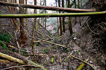 道志山塊の高柄山　荒廃した山道
