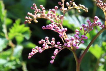 Closeup of the flower buds stalk on a dropwort plant