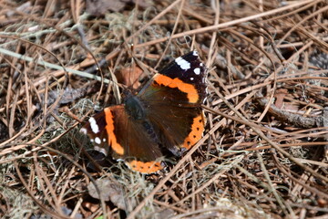 MARIPOSA