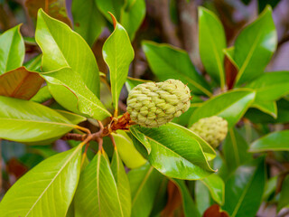 detail of magnolia fruit and leaves with blurred background (Magnolia grandiflora)