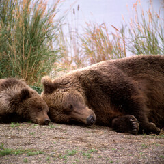 Brown bear (Ursus arctus) mom & cub sleeping on bank of Brooks River;  Katmai National Park;  Alaska