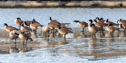 The Flock of Canada geese (Branta canadensis) resting on a ice floe in a river