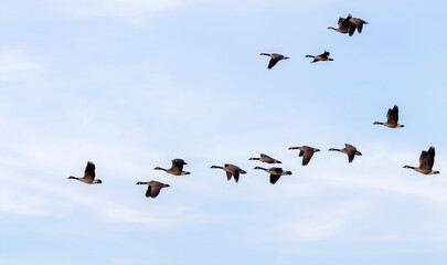 The Flock of Canada geese (Branta canadensis) in flight