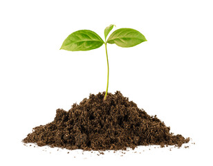 pile of soil with a young sprout on an isolated white background