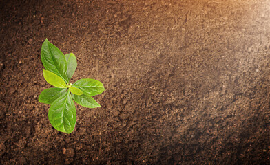 Naklejka premium young plant on the background of the soil, top view