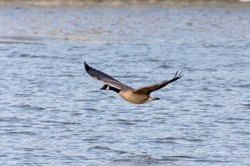 Canada goose (Branta canadensis) in flight
