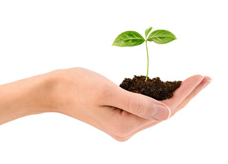 a woman's hand holds a handful of soil with a young sprout,isolated on white background