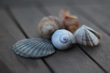 caracóis e conchas