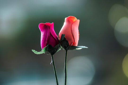 flores y plantas, en la naturaleza, rosas para el amor, enamorados