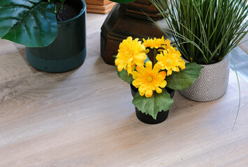 Potted yellow flowering plant on a conservatory floor