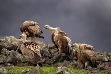 Griffon vulture on the top of rock.Vultures in Rhodope mountains. European wildlife. 