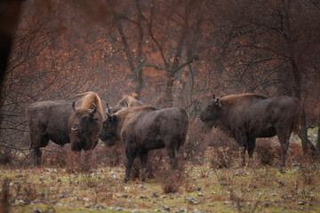 European bison during strong rain.Bisons during winter in Bulgaria. European wildlife. 