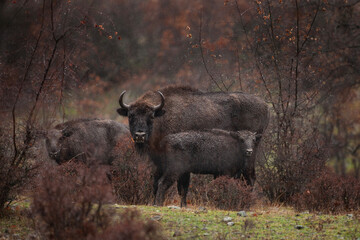 European bison during strong rain.Bisons during winter in Bulgaria. European wildlife.  © prochym