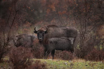 Fotobehang Europese bizon tijdens sterke regen. Bizons tijdens de winter in Bulgarije. Europese dieren in het wild. © prochym