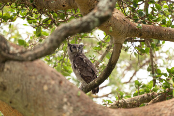 Fototapeta na wymiar Verreaux's eagle owl sitting on the branch. Owl in Queen Elizabeth national park. Africa wildlife. 