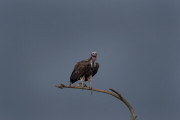 buitre orejudo, buitre torgo, torgos tracheliotos