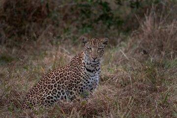 Leopard in bush. African safari. Wildlife in Hluhluwe Imfolozi Park. 