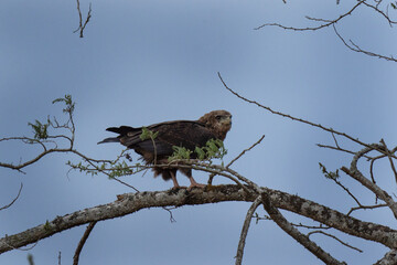 brown snake eagle, circaetus cinereus