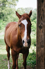 Obraz premium Horses