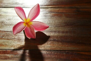 Fototapeta na wymiar pink frangipani on wooden table. stock photo isolate front view copy space 
