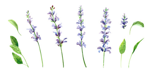 Watercolor hand painted salvia branch and flowers. Watercolor illustrations isolated on white background - obrazy, fototapety, plakaty