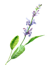 Naklejka na ściany i meble Watercolor hand painted salvia branch and flowers. Watercolor illustrations isolated on white background