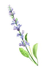 Fototapeta na wymiar Watercolor hand painted salvia branch and flowers. Watercolor illustrations isolated on white background