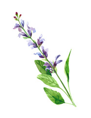 Naklejka na ściany i meble Watercolor hand painted salvia branch and flowers. Watercolor illustrations isolated on white background