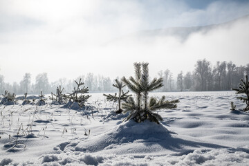 Junge Bäume im Schnee