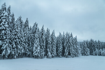 Nadelbäume mit Schnee bedeckt