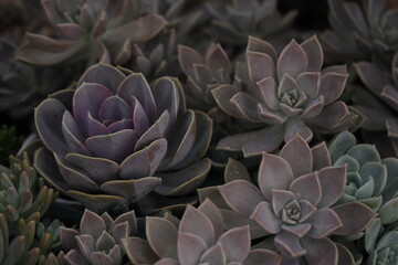 close up of a flower