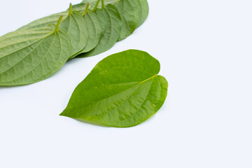 Green betel leaves, Fresh piper betle on white background