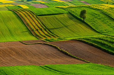 Agricultural fields in Roztocze. Poland. Spring