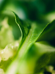 Obraz premium Close up of spinach