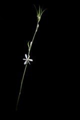 Spider Plant Flower isolated on black background