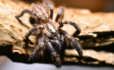 una enorme tarantula