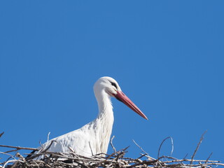 STORK INN IN CHURCH ON BLUE BACKGROUND OF THE SKY