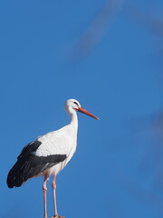 STORK INN IN CHURCH ON BLUE BACKGROUND OF THE SKY