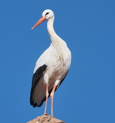 STORK INN IN CHURCH ON BLUE BACKGROUND OF THE SKY