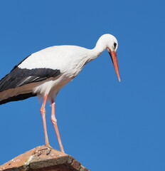 STORK INN IN CHURCH ON BLUE BACKGROUND OF THE SKY