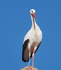 STORK INN IN CHURCH ON BLUE BACKGROUND OF THE SKY