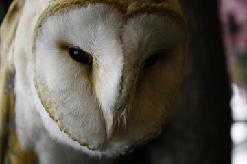 great horned owl