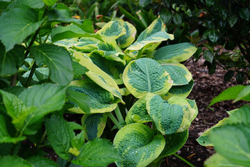 Hammond Camellia Garden in Hamilton Gardens, New Zealand