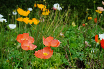 Colorful flowering poppy plants in a garden bed