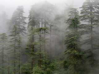 Foggy forest in Dharamsala India.