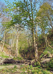 young trees with budding spring leaves growing next to a small stream running though rocks in nutclough woods near hebden bridge