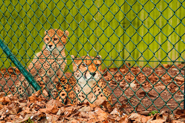 Cute cheetah family in a zoo behind green metal fence. Big cat with famous fur pattern and known for high speed. Nature preservation for future generation concept. Rich saturated color.