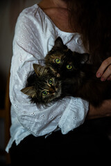 
Cats in the arms of the mistress