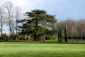 Park in early spring, London